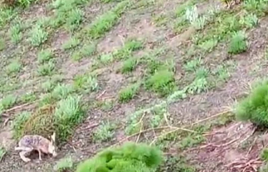 Palu'da Tavşan İle Sohbet Eden Vatandaş Gülümsetti