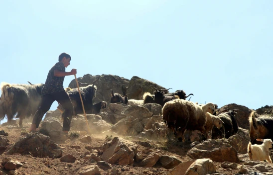 Keçi Otlatırken Hazırlandığı LGS Sınavında 494 Puan Alan Muhammet İstanbul'da Okuyacak