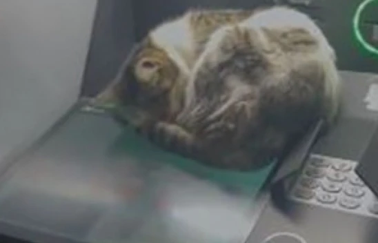 Elazığ'da Sevimli Kedi, Soğuk Havada ATM'yi Seçti