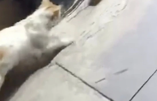 Kedinin fareyle oyunu izleyenleri gülümsetti