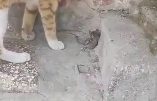 Kediye Yem Olmak İstemeyen Fare, Ölü Taklidi Yaparak Kurtuldu
