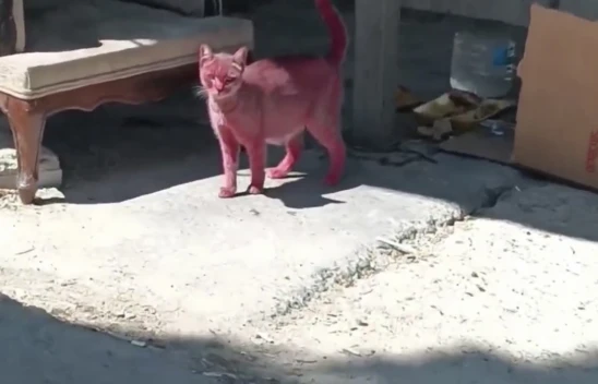 Kediyi Pembeye Boyayıp Sokağa Saldılar