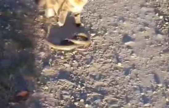 Kediyle Yılanın Kavgasının Galibi Kedi Oldu
