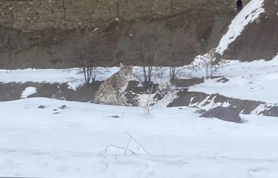 Elazığ'da Nesli Tehlike Altındaki Vaşak Görüntülendi