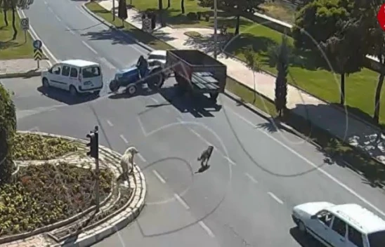 Köpeğe Çarpmamak İçin Durdu, Traktör Ona Çarptı, Kaza Anları Kamerada