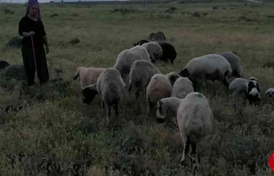 Köpeklerin saldırısına uğrayan 3 koyun telef oldu