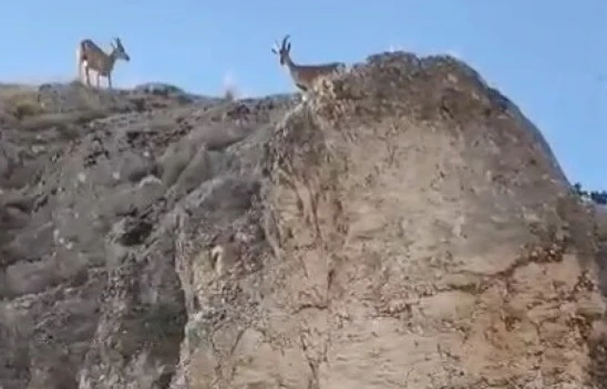 Koruma altındaki dağ keçileri Harput'ta görüntülendi
