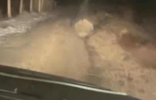 Elazığ'da Nesli Tehlike Altındaki Oklu Kirpi Görüntülendi