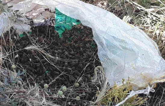 Kovanı Terk Eden Arılar Yol Kenarında Bulundu