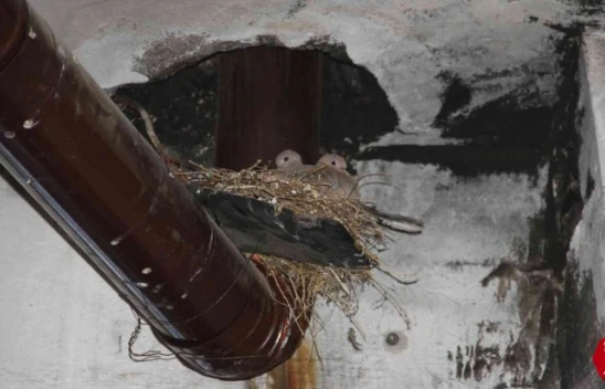 İş Yerinde Soba Borusuna Yuva Yapan Kumrular Nedeniyle Soğukta Çalıyorlar