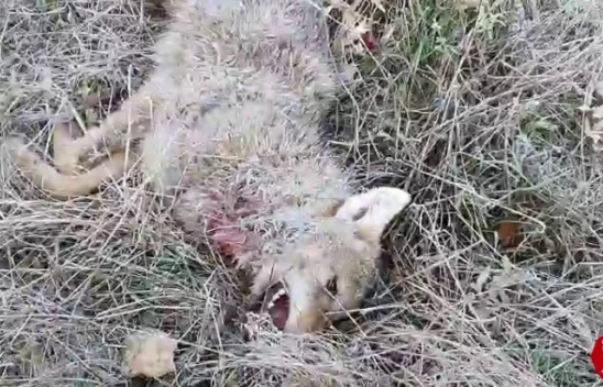 Kurdun saldırısını köpekler önledi