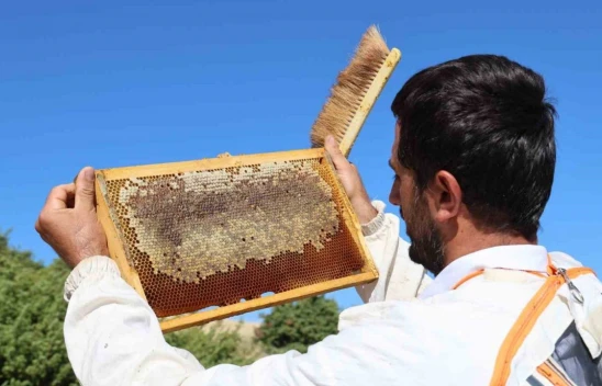 Küresel ısınma arıcıları vurdu, rekoltede bin tondan 500 tona düştü