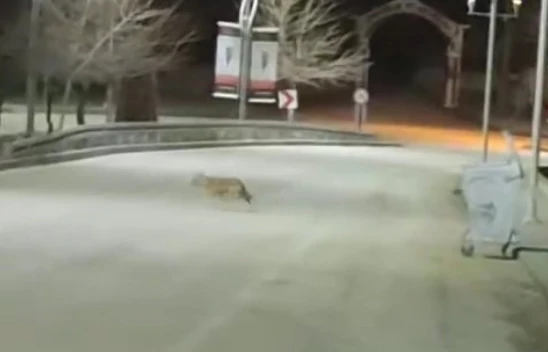 Elazığ'ın Tarihi Harput Mahallesi'nde Kurt Sürüsü Görüntülendi!