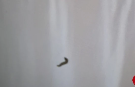 Kurtçuk Televizyon Ekranının İçine Yuva Yaptı, Aile Neye Uğradığını Şaşırdı