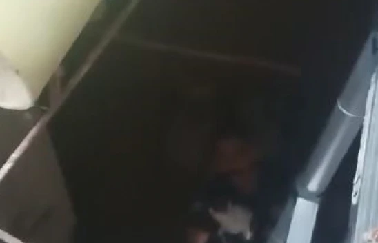 Kuyuya düşen yavru kediyi itfaiye ekipleri kurtardı