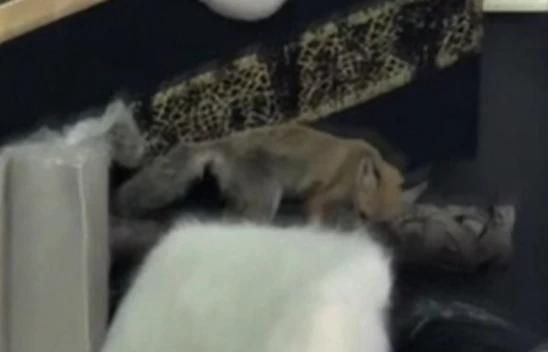 Mağazaya Giren Tilki Bakın Nasıl Çıkartıldı