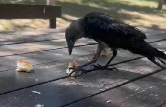 Masaya gelen karga kahvaltıya ortak oldu