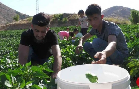 Meşhur Keban Biberinde Hasat Başladı