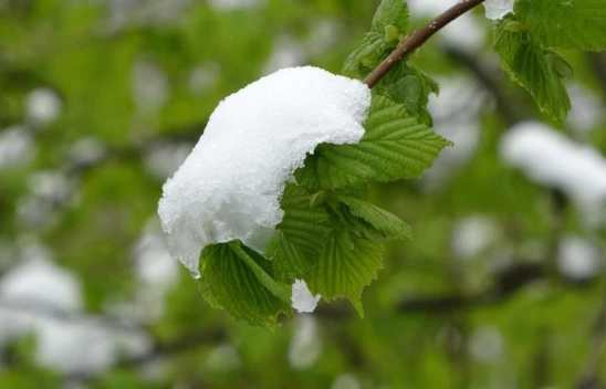 Meteoroloji'den 5 İl İçin Zirai Don Uyarısı: Elazığ, Malatya, Tunceli, Bingöl ve Adıyaman Dikkat!