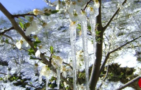 Meteorolojiden zirai don uyarısı