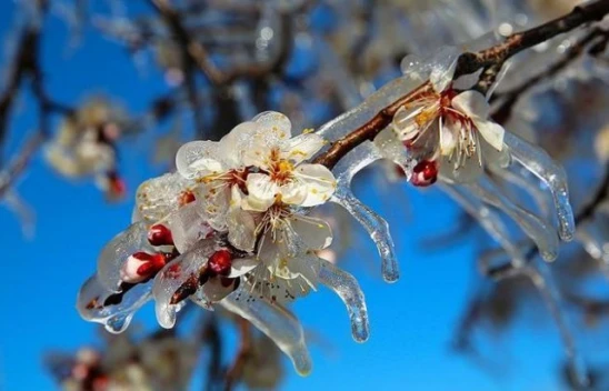 Meteorolojiden Zirai Don Uyarısı Yapıldı