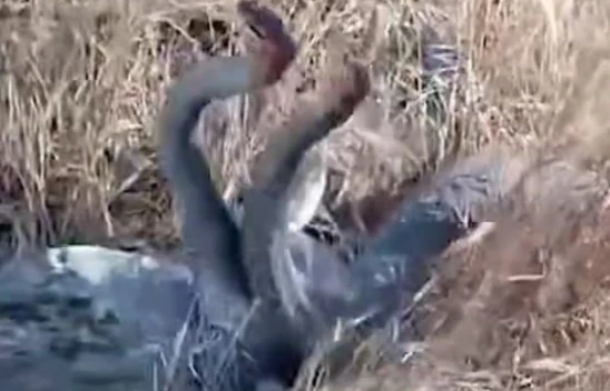 Metrelerce uzunluktaki yılanları görünce küçük dilini yuttu !