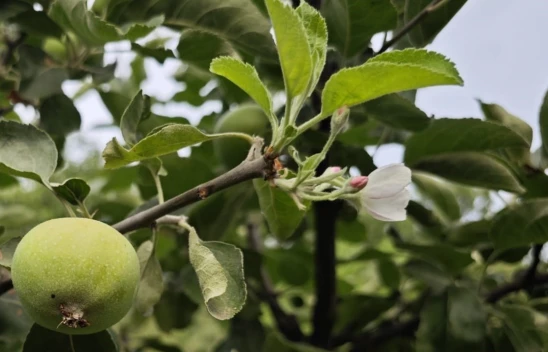 Palu'da Meyve veren ağaç aynı zamanda çiçek açtı