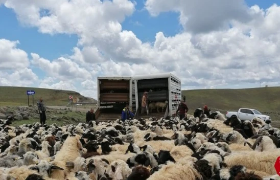 Muhtarın öldürüldüğü sürü kavgası sonrası 4 bin 500 küçükbaş ilçe dışına taşındı