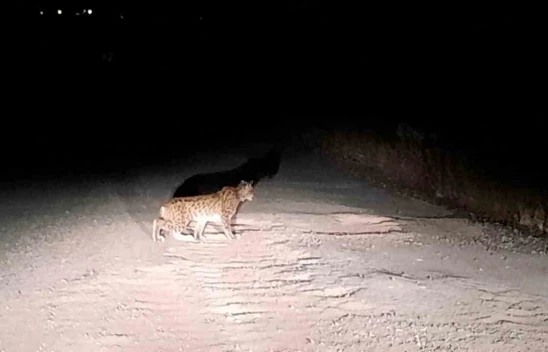 Nesli tükenme tehlikesi altında olan vaşak Elazığ'da görüntülendi