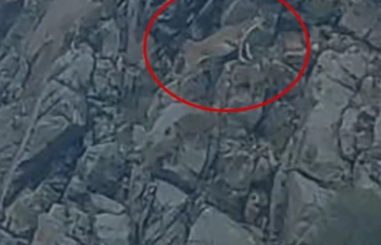 Nesli tükenme tehlikesi altındaki tırmanma uzmanı dağ keçileri Elazığ'da görüntülendi