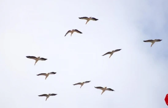 Elazığ'da Onlarca Leylek Gökyüzünü Renklendirdi