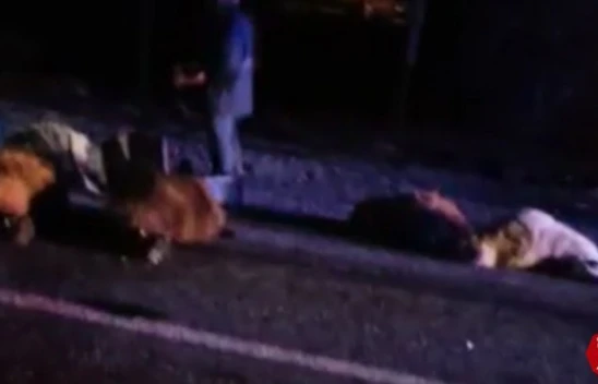 Elazığ Diyarbakır Yolunda Otomobil Koyun Sürüsüne Çarptı, 14 Koyun Telef Oldu