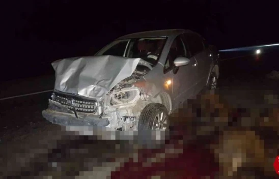 Otomobil sürüye çarptı: 30 koyun telef oldu