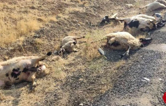 Otomobil sürüye daldı: 12 koyun telef oldu