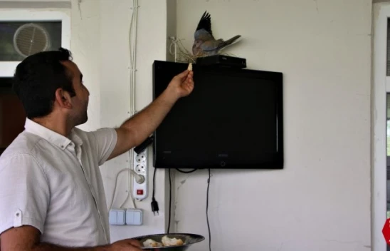 Evinde Televizyonun Üstünde Yuva Yapan Kumruyla Yaşıyor