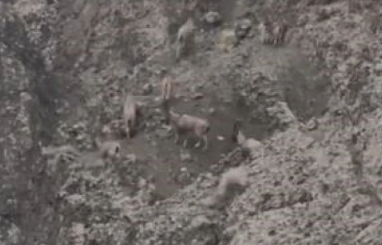 Elazığ'da Koruma Altındaki Dağ Keçileri Sürü Halinde Görüntülendi