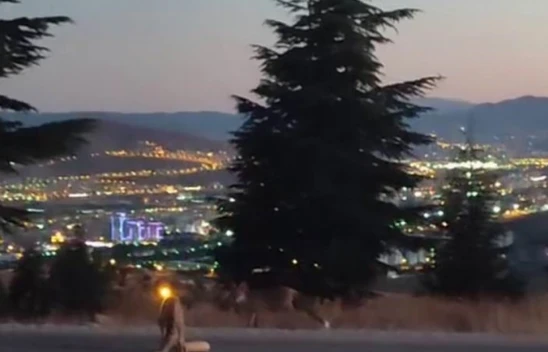 Şehir merkezine inen tilkileri elleri ile beslediler