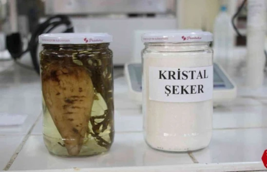 Şeker Pancarının Tarladan Sofralara Uzanan Tatlı Yolculuğu