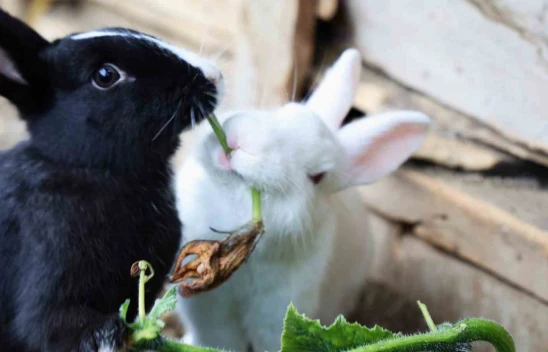 Sevimlilikleriyle göz kamaştıran tavşanların ot ziyafeti
