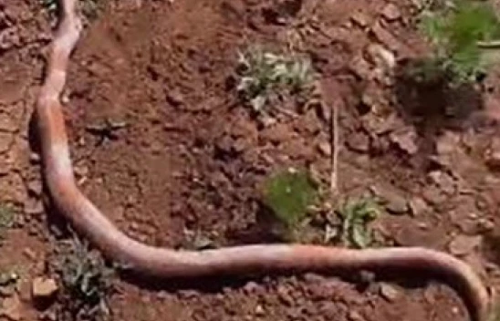 Su kuyusu kazısında 2 metrelik yılan çıktı