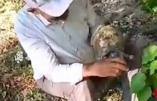 Susuzluktan bitkin düşen kaplumbağaya eliyle su içirdi