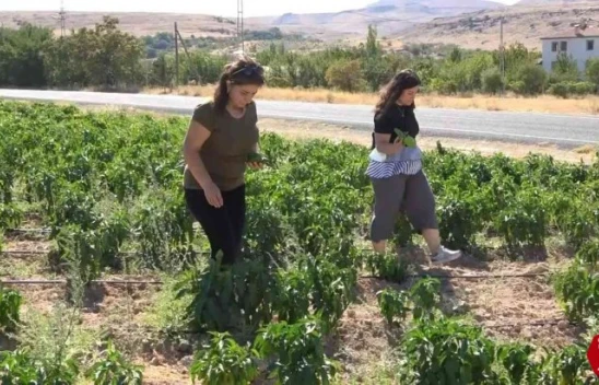 Tarlasını Yine Vatandaşa Açtı, Marketin Yarı Fiyatına Satışa Başladı