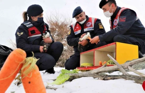 Sivrice'deki Tavşan Adası'nın Uzun Kulaklı Sakinleri Jandarma Tarafından Besleniyor
