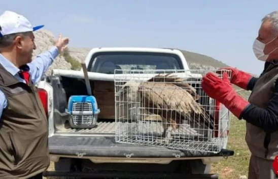 Karakoçan'da Bulunan ve Tedavisi Tamamlanan Akbaba, Doğaya Bırakıldı