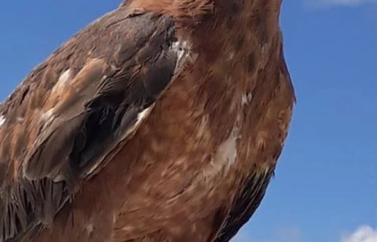 Tedavisi Tamamlanan Kızıl Şahinler Doğal Ortamına Bırakıldı