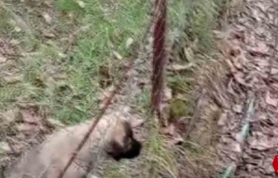 Tel Örgüsüne Sıkışan Yavru Köpeği İl Özel İdare Ekipleri Kurtardı