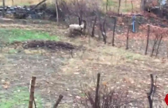Alacakaya'da Tellere Takılan Dağ Keçisi Kurtarıldı