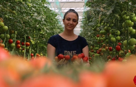 Elazığ'da Topraksız Tarım İle  Yılın 10 Ayı Boyunca Domates Yetiştiriliyor