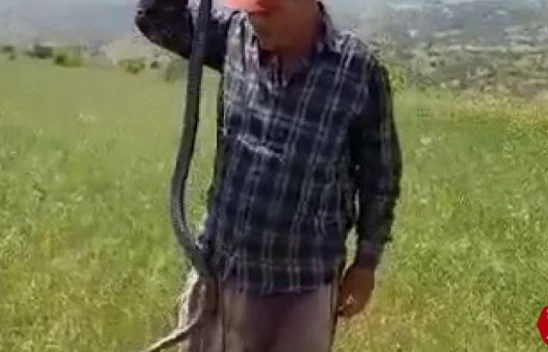 Yakaladığı yılanı canlı canlı kendi boyuyla ölçtü, ardından serbest bıraktı