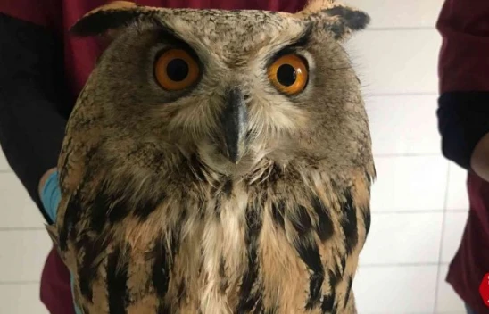 Tunceli'de Yaralı Halde Bulunan Kulaklı Orman Baykuşları Tedavi Altına Alındı